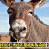 Feature Image ——Donkey