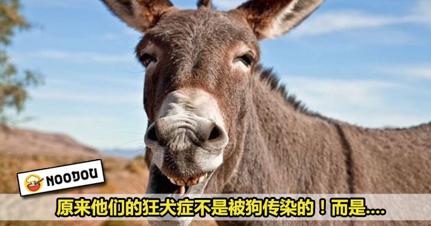 Feature Image ——Donkey