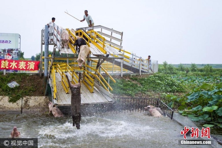 farmer makes pigs dive off platform daily to keep them healthy world of buzz 2 768x513 1