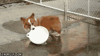 giphy 33