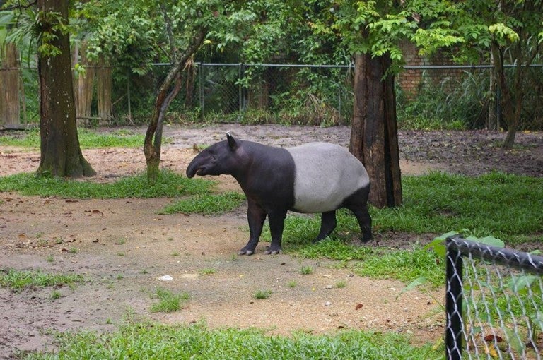 If Your Birthday Falls In December You Can Visit Zoo Negara For Free World Of Buzz 5