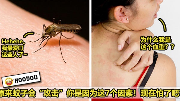 Why Mosquito Bite Featured 1