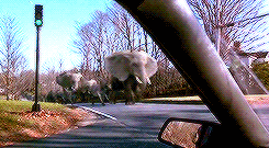 Elephants Running GIF downsized large 1