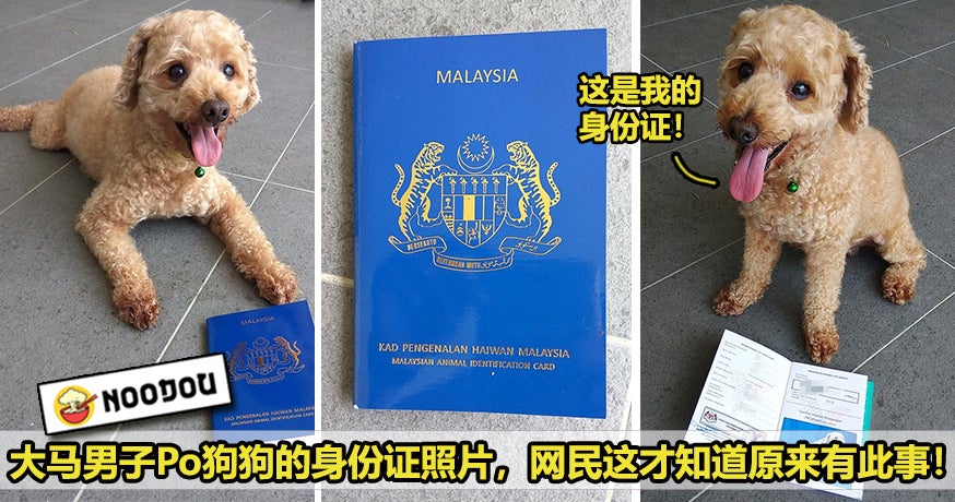 Pet Passport Featured 2