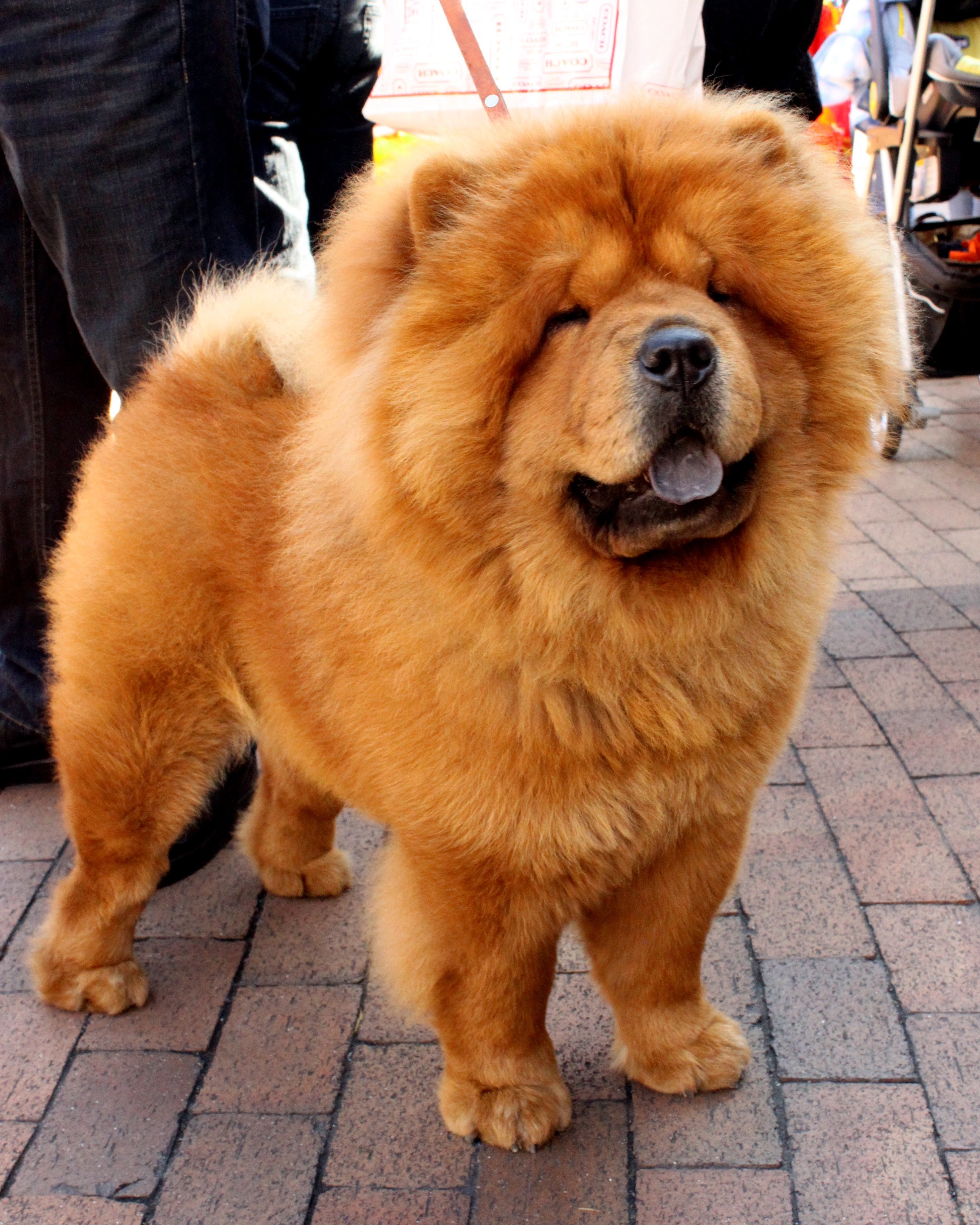 01 Chow Chow