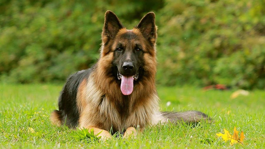 German Shepherd Dog 2