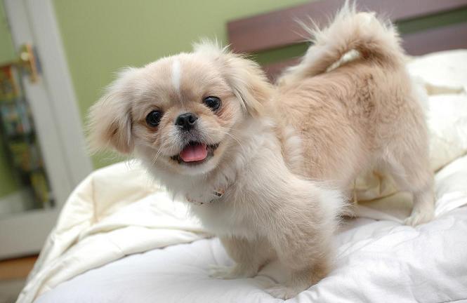 Pekingese Puppies