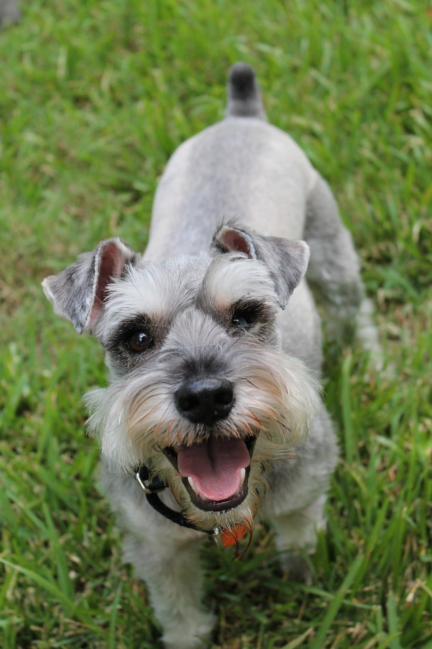 miniature schnauzer 1238157 1280