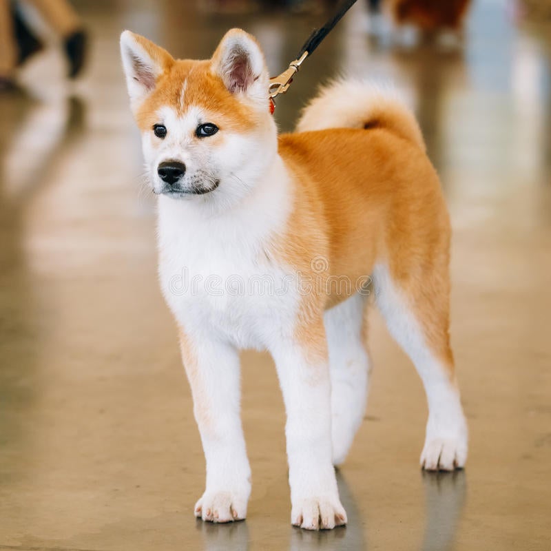 young white red akita inu dog puppy japanese 65280213