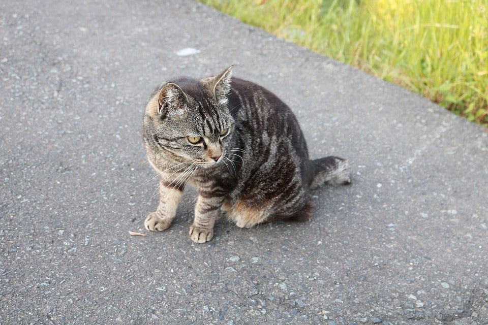 Stray Cat 2330519 960 720 1