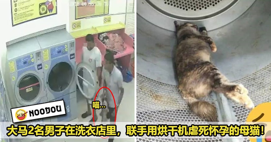 Cat Washing Machine Featured 2