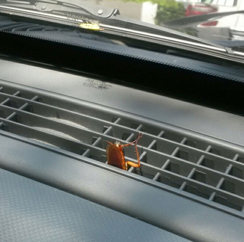 Roach in car