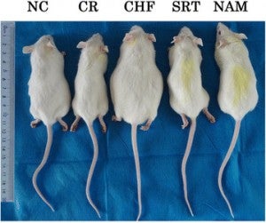 Comparison Of The Shapes Of Mice Between The Groups At The End Of The Experiment