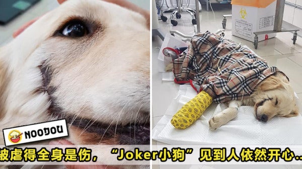 Joker Dog Featured