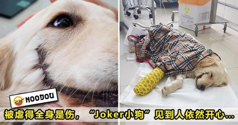 Joker Dog Featured 768X404 2