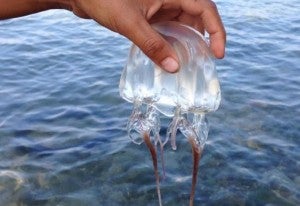 Expert Warns That Increased Amount Of Deadly Box Jellyfish Expected To Invade Sabah Until June World Of Buzz 2