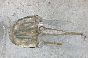 expert warns that increased amount of deadly box jellyfish expected to invade sabah until june world of buzz