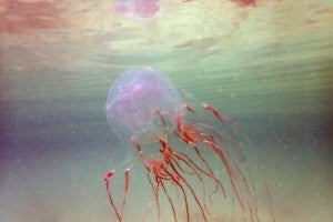 jellyfish