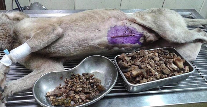 This Picture Is Taken After 1 3Kgs Of Undigested Bones Were Retrieved From The Dogs Stomach World Of Buzz