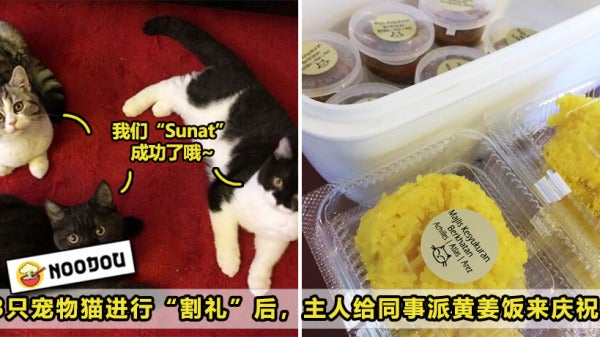 Cats Sunat Featured