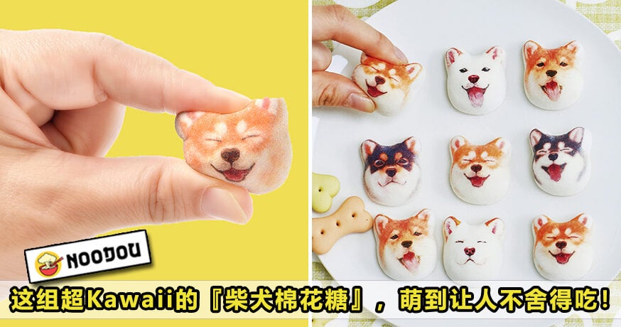 Shiba Inu Featured