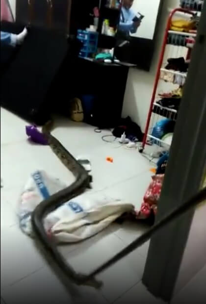 Msian Teen Shocked When She Woke Up Found 10 Foot Long Python Around Her Neck World Of Buzz 2