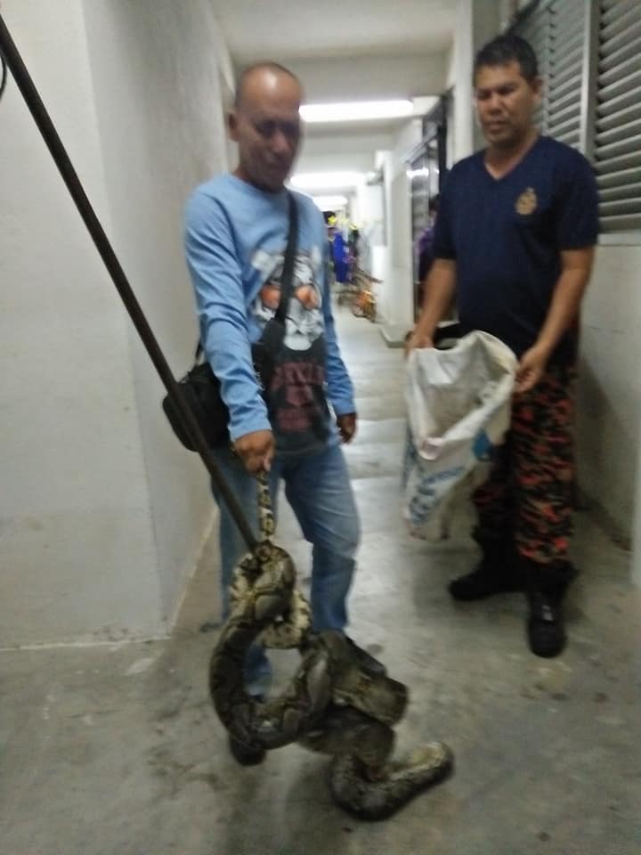 Msian Teen Shocked When She Woke Up Found 10 Foot Long Python Around Her Neck World Of Buzz