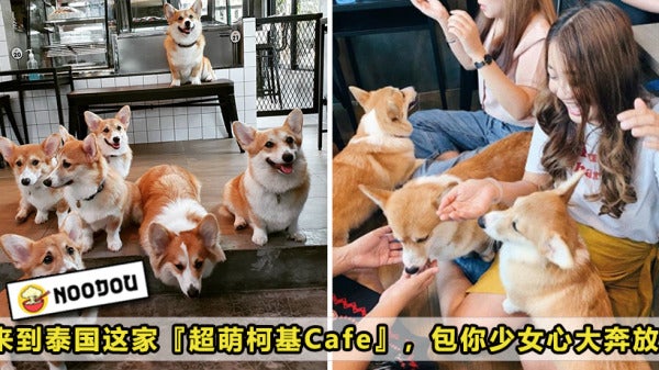 Corgi Cafe Featured