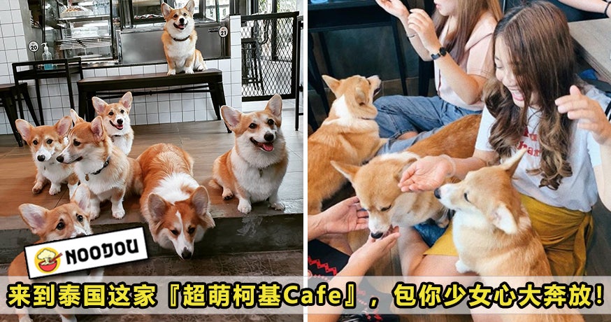 Corgi Cafe Featured