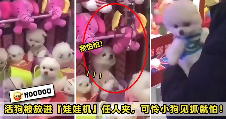 Dog Claw Machine Featured