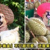 Durian Dog Featured 1