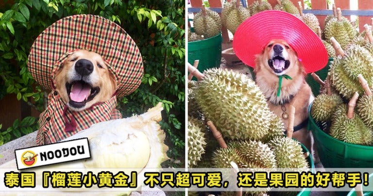 Durian Dog Featured 1