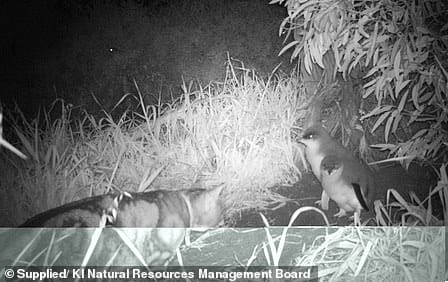 14036438 7076733 A feral cat on Kangaroo Island is caught on camera stalking two a 28 1559700242659