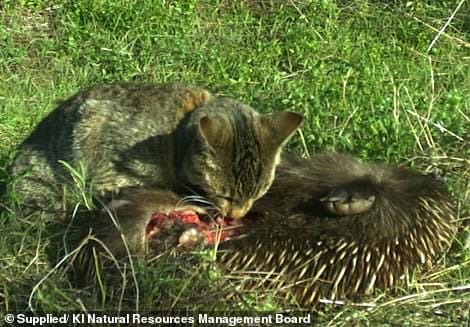 14036446 7076733 A feral cat dines on a endangered Kangaroo Island short beaked e a 22 1559700242442