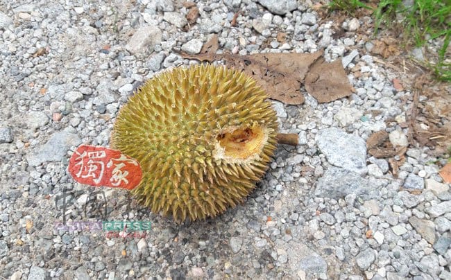 20190629Fb23 Durian 03