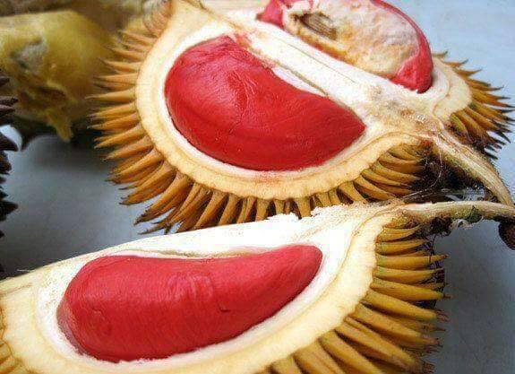 durian4