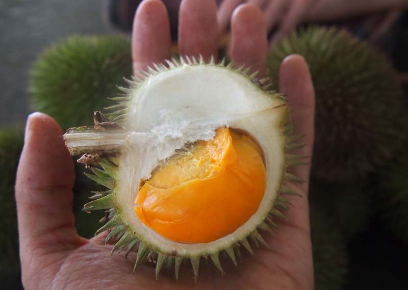 Durian5