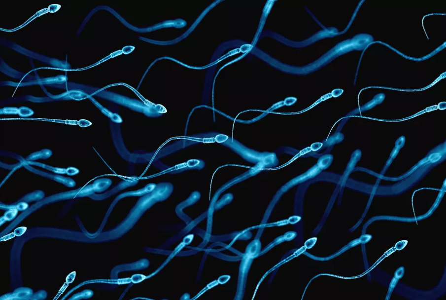 Sperm 1