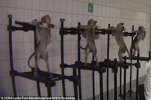 19699896 7571893 Macaque monkeys are locked into harnesses during research at the a 6 1571136784001