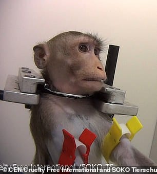 19699912 7571893 A macaque monkey a 14 1571136814673