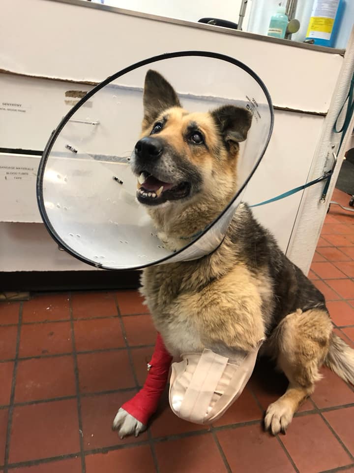 74442498 2621296004596610 3601067573589835776 n