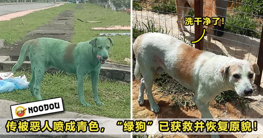 Green Dog Update Featured