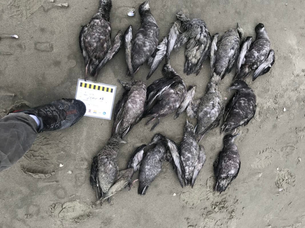 Short Tailed Shearwaters Ikpek Lagoon In Bering Land Bridge National Preserve Photo Jason Tucker 2 1068X801 1