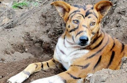 farmer paints his dog to look like a tiger to scare monkeys