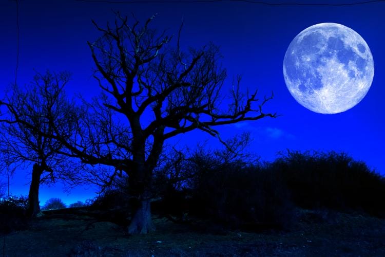 Blue Moon Tree