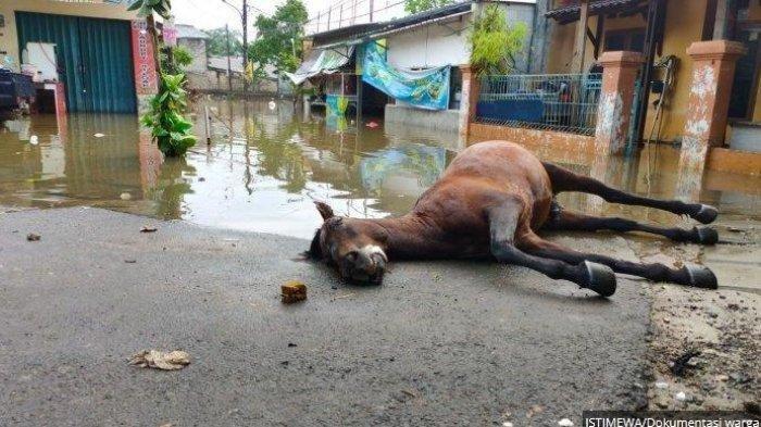 Horse Dies Of Exhaustion After Non Stop Helping Flood Victims In Jakarta World Of Buzz 2