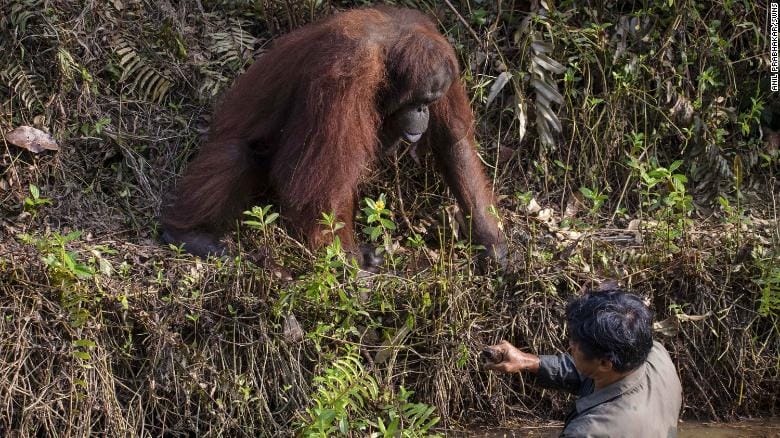 200207135940 02 Borneo Orangutan Man Snakes Restricted Exlarge 169 1