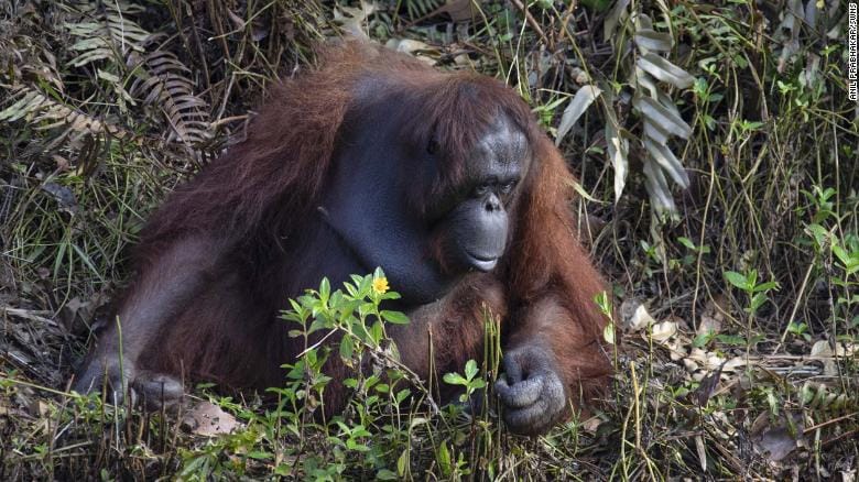 200207140209 03 Borneo Orangutan Man Snakes Restricted Exlarge 169