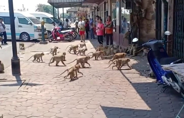 Hundreds Of Starving Monkeys Raid Thai Town After Covid 19 Drives Tourists Who Feed Them Away World Of Buzz 2