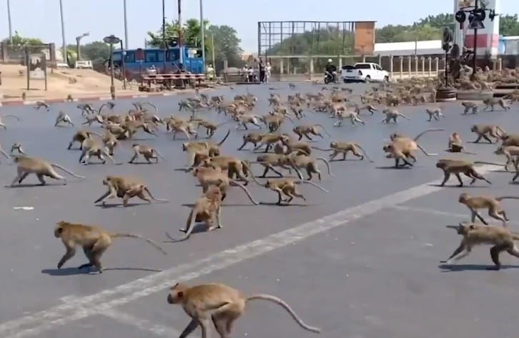 Hundreds Of Starving Monkeys Raid Thai Town After Covid 19 Drives Tourists Who Feed Them Away World Of Buzz 3